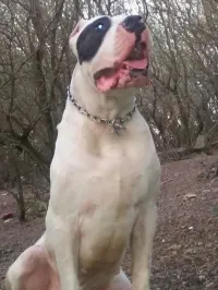 chiot dog argontino