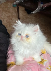 2 Chat persan half piky face