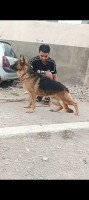 chien-femelle-berger-allemand-mouzaia-blida-algerie