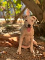 chien-dog-argentin-baraki-alger-algerie