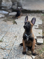 chien-malinois-charbonnier-mask-noire-baraki-alger-algerie