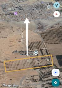 أرض-فلاحية-بيع-سيدي-بلعباس-بوجبع-البرج-الجزائر