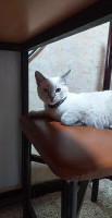 chat-male-pour-adoption-oran-algerie