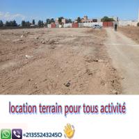 أرض-كراء-الجزائر-الكاليتوس