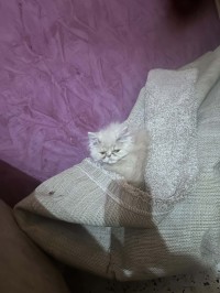 Chats persson mal