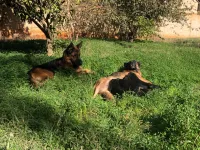 Chiots berger allemand âgé dun mois 