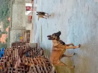 Chien malinois 