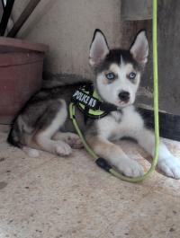 كلب-husky-2-mois-دار-البيضاء-الجزائر