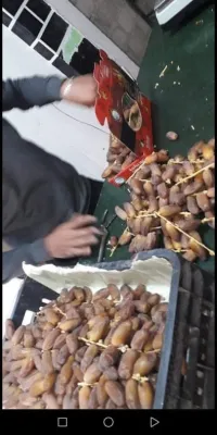 تمور