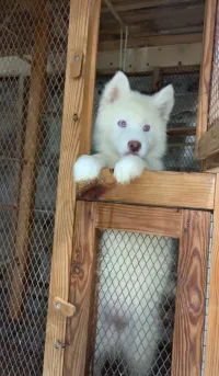 Husky blanc poil long chiot 