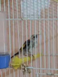 Chardonneret 