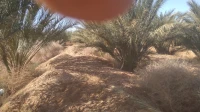 Vente Terrain Agricole Biskra Mlili