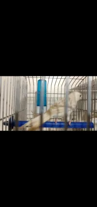 Likidation Canari Satiné ليكيداسيون كناري ساتيني 