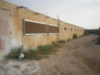 hangar-location-djelfa-algerie