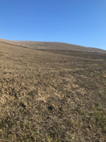 terrain-agricole-vente-ain-defla-el-hassania-algerie