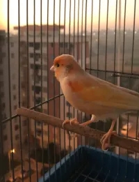 Canari ordinaire