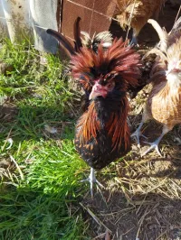 2 Coq Padoue de 8 moi