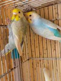 Couple rainbow