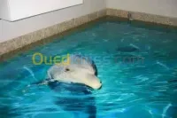 Décoration époux ايبوكس