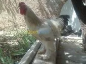 brahma géant 