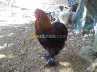 حيوانات-المزرعة-brahma-geant-خنشلة-الجزائر