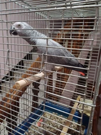 ببغاء غابوني perroquet gaboni