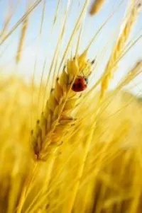 Commissaire aux comptes & Comptable