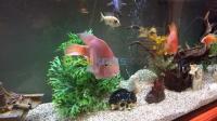 الجزائر-عين-النعجة-ديكورات-و-ترتيب-fabrication-aquarium