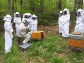 formation d'apiculteur