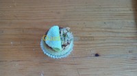 سياحة-و-تذوق-الطعام-patissier-orientale-occidentale-الكاليتوس-الجزائر