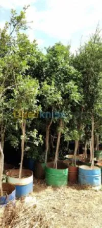 Spécialiste des grands sujets