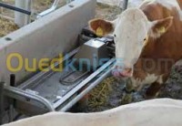 algiers-birkhadem-algeria-agricultural-abreuvoirs-pour-bovins-et-chèvres