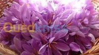 خنشلة-الجزائر-بستنة-safron-الزعفران