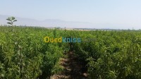 البليدة-شبلي-الجزائر-تنظيف-و-بستنة-pepinier