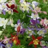 jardinage