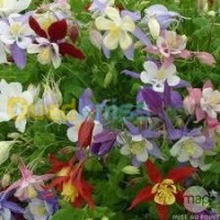البليدة-بوفاريك-الجزائر-تنظيف-و-بستنة-jardinage