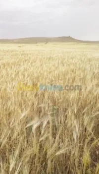 Vente Terrain Agricole Tiaret Naima