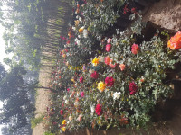 alger-sidi-moussa-algerie-jardinage-et-aménagement-des-jardins