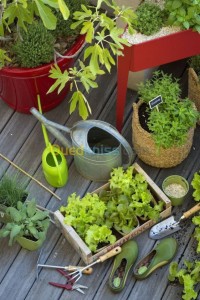 الجزائر-وسط-تنظيف-و-بستنة-travaux-jardinage