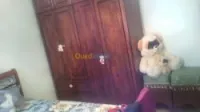 Vente Appartement F3 Tlemcen Tlemcen