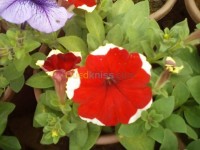 algiers-baraki-algeria-cleaning-gardening-jardinier