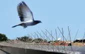 PIC ANTI PIGEONS