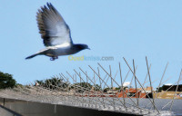 alger-birkhadem-algerie-construction-travaux-pic-pigeons-à-moitié-prix