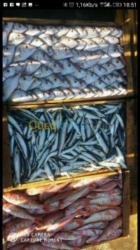 تيبازة-بوهارون-الجزائر-آخر-poisson