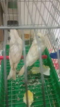 Couple canaris rkhama