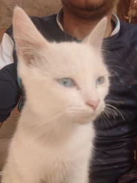 Chat russian white