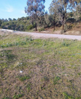 terrain-agricole-vente-boumerdes-el-kharrouba-algerie