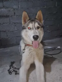 Chien Husky phénomène a vendre