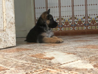 chien-berger-allemand-0794238914-es-senia-oran-algerie