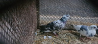 oiseau-vente-de-pigeon-azazga-tizi-ouzou-algerie